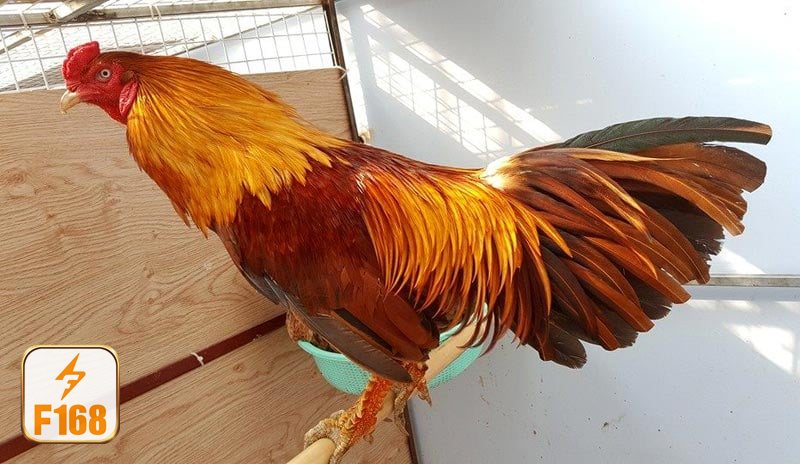 Đá gà f168 - Cựa dao dành cho người thích tốc độ và sự dứt khoát Đá gà f168 - Cựa dao dành cho người thích tốc độ và sự dứt khoát