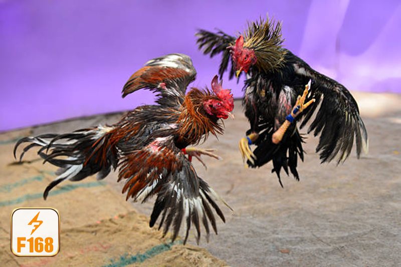 Đá gà đòn - Lối đánh thiên về đòn thế Đá gà đòn - Lối đánh thiên về đòn thế