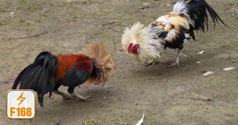 Đá gà đòn - Nhìn vào thể lực và độ lì Đá gà đòn - Nhìn vào thể lực và độ lì