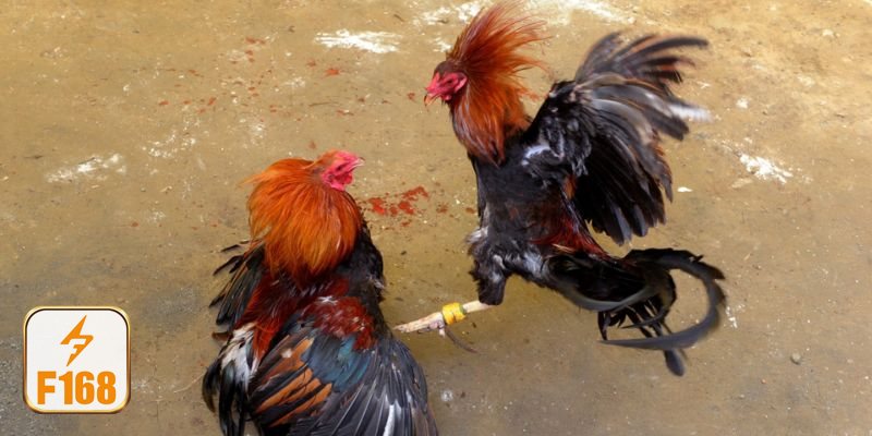 Đá gà tre - Quan sát thể trạng, thần thái và nhịp di chuyển Đá gà tre - Quan sát thể trạng, thần thái và nhịp di chuyển